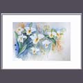 Cattleya