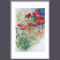 Mohn am Wegesrand 2
