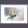 Orchideen